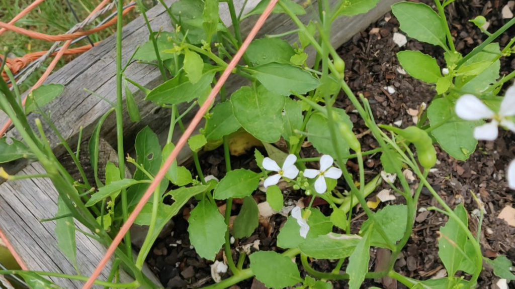 My Radish plant with seed pods Nitha Kitchen