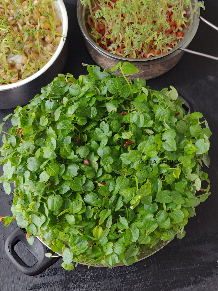 How To Grow Microgreens Indoor With Video Tutorial